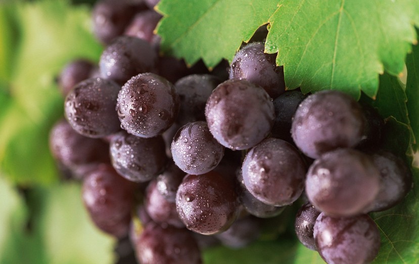 “葡萄美酒夜光杯”，敦煌陽關(guān)葡萄最甜美