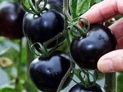快看！蘭州新區(qū)高優(yōu)新特圣女果“黑羅漢”成熟待摘