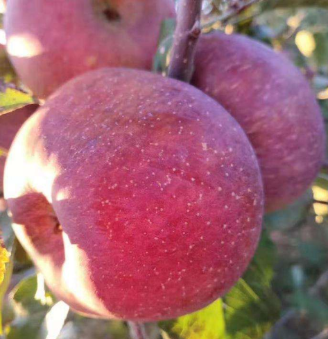 甘肅省優(yōu)質(zhì)蘋(píng)果遠(yuǎn)銷尼泊爾市場(chǎng)