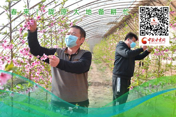 海報丨春來！隴原大地春耕忙