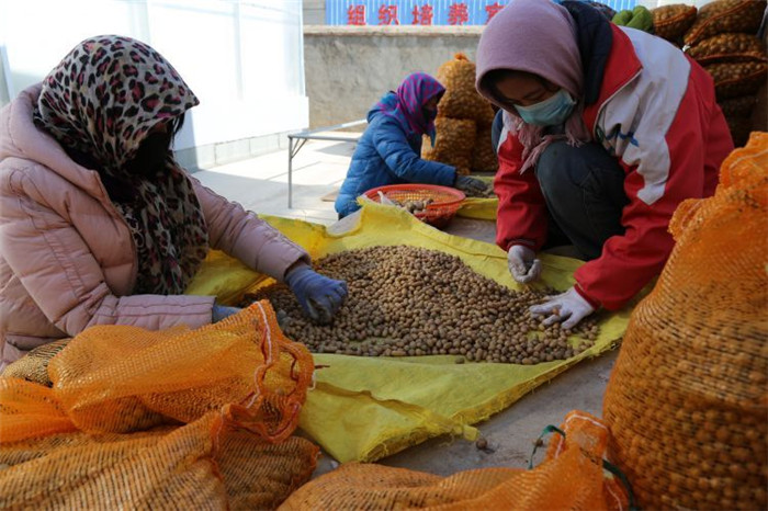 了不起！甘肅定西馬鈴薯良種出口7個(gè)國家