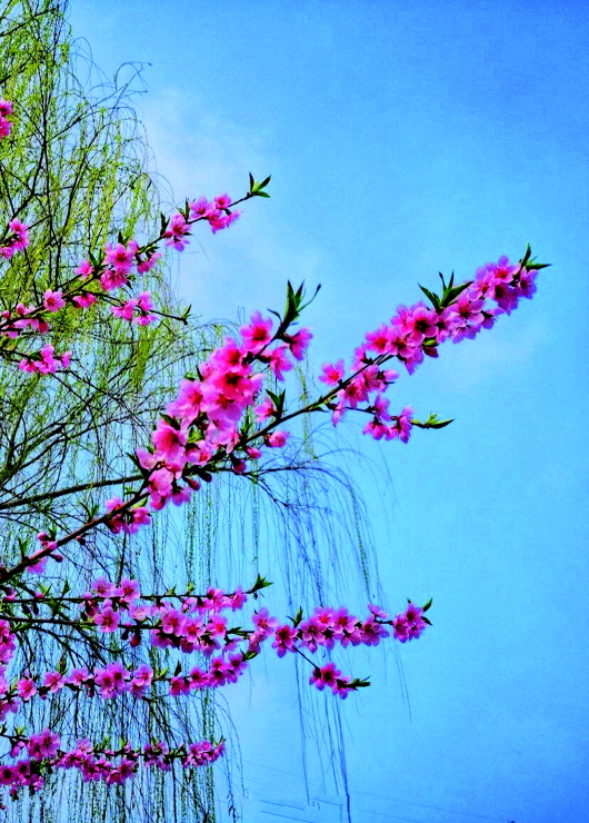 銅城桃花嫵媚綻放！君莫宅家辜負(fù)春光美景