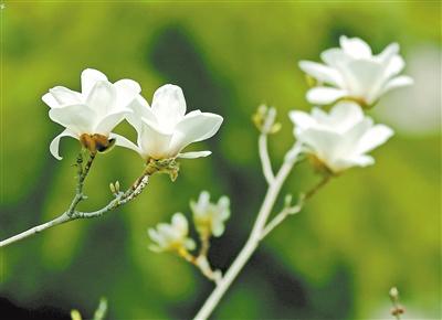 圖說(shuō)甘肅丨金城春意濃