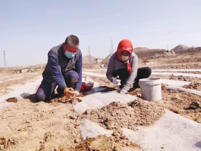 三萬(wàn)畝“閑地”的新生 皋蘭縣多項(xiàng)整治讓撂荒地生金聚銀 