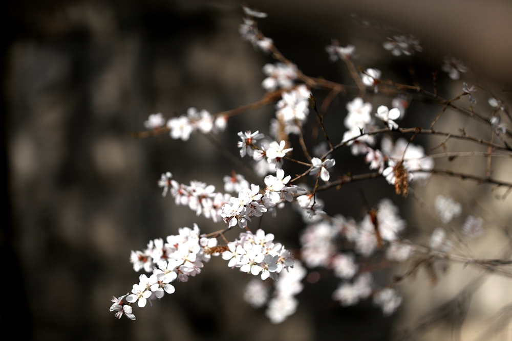 海報(bào)|花開隴原，甘肅這些景區(qū)正在復(fù)蘇！