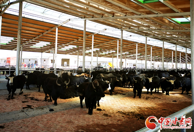 【甘肅省決戰(zhàn)決勝脫貧攻堅】農(nóng)牧結(jié)合養(yǎng)起“脫貧?！?產(chǎn)業(yè)增效共唱“致富歌”