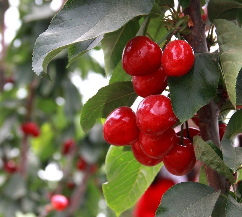 趕緊約起來(lái)！民勤紅旗谷櫻桃采摘園開園啦！