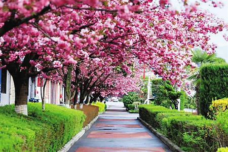 【印象隴原】去兩當(dāng)，與櫻花赴約