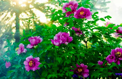 【“甘味”故事】“百花王”駕到！國色傾城正當(dāng)時