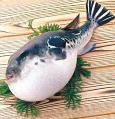 蘭州市市場監(jiān)督管理局發(fā)布通告禁止違法加工、經(jīng)營河豚魚