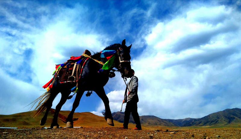 好消息！天祝被命名為“中國(guó)高原走馬之鄉(xiāng)”
