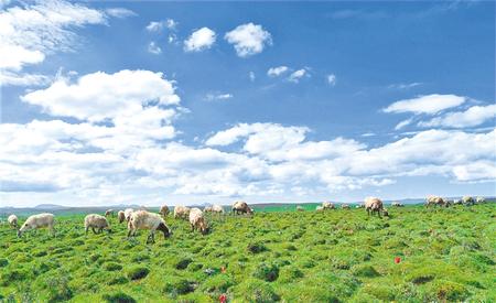 發(fā)“羊”財走陽光道——甘肅推動實施“六大特色農(nóng)業(yè)產(chǎn)業(yè)”精準(zhǔn)脫貧追蹤報道之羊產(chǎn)業(yè)