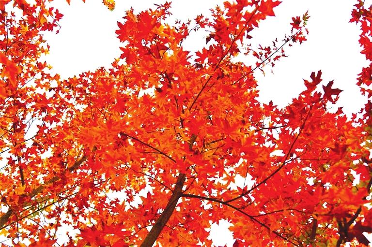 出彩啦！蘭州高校秋景驚艷來襲，快到秋日調(diào)色盤里pick你的母校