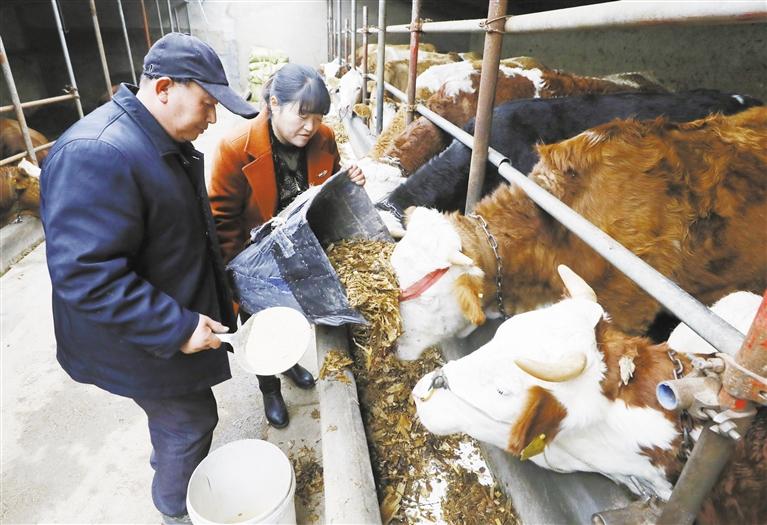 我和我的家鄉(xiāng)丨定西臨洮縣黨家墩村：“牛”產(chǎn)業(yè)帶來“?！比兆?>
        </a><em>我和我的家鄉(xiāng)丨定西臨洮縣黨家墩村：“牛”產(chǎn)業(yè)帶來“?！比兆?/em></li>
    <li><a  target=