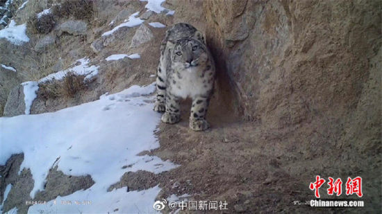 精靈漫步！甘肅阿克塞祁連山深處現(xiàn)雪豹身影