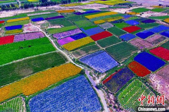 甘肅酒泉：除了天時(shí)地利，還有一“種”力