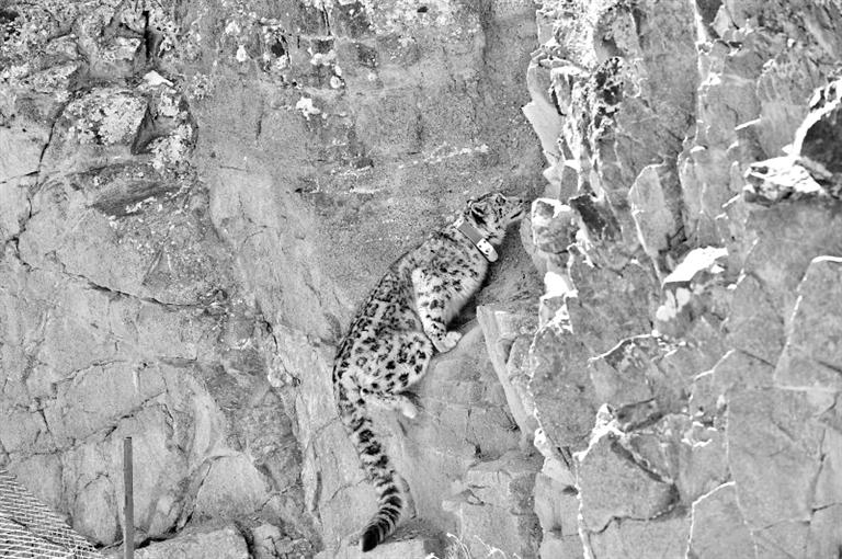 首例！肅北鹽池灣保護區(qū)一只雪豹被戴上定位項圈