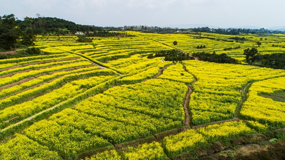 千余畝油菜花盛開。廖濤 攝