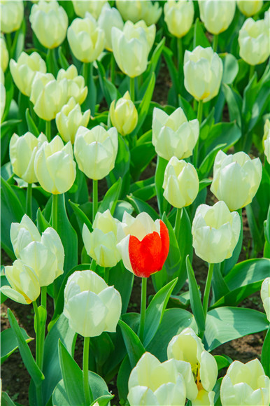 花叢中，別具一格。羅云希 攝