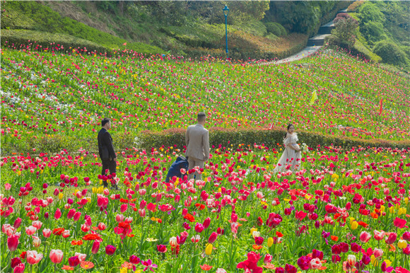花海間，拍上一組美美的婚紗照。羅云希 攝