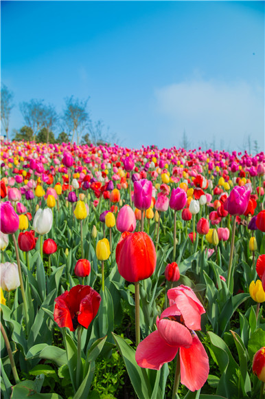 花的海洋。羅云希 攝