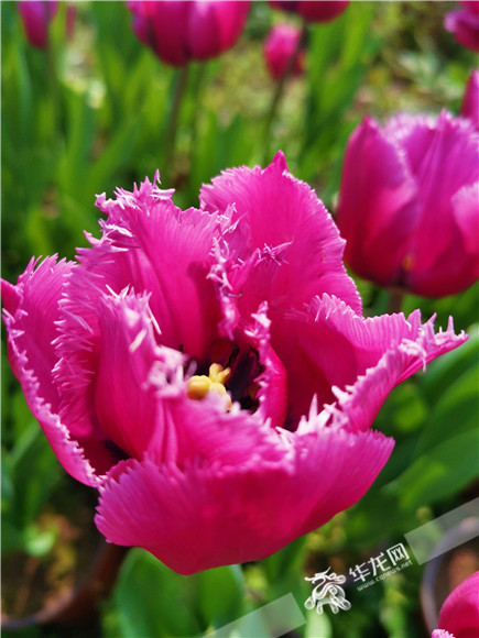 特色郁金香品種，花邊呈鋸齒狀。華龍網(wǎng)—新重慶客戶端記者 舒婷 攝