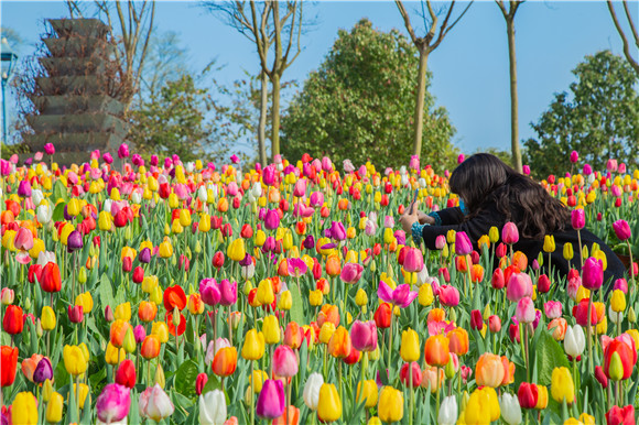 五顏六色郁金香花海。羅云希 攝