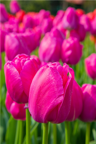 郁金香嬌艷欲滴。羅云希 攝