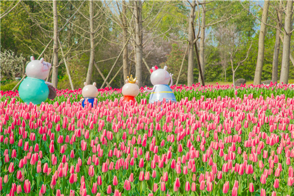 長壽湖郁金香次第開放。羅云希 攝