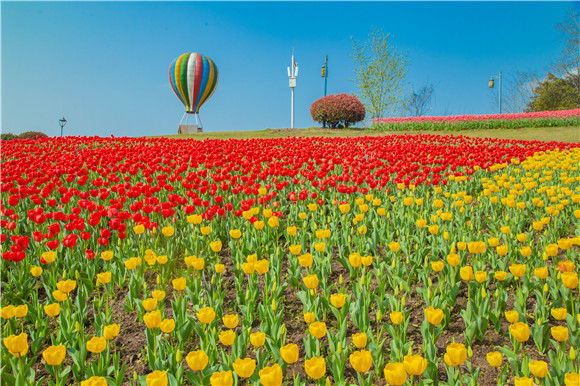 長壽湖郁金香開得正好。羅云希 攝