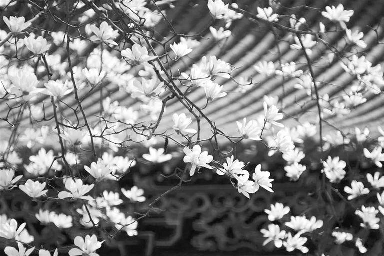 天水雙玉蘭堂，吟杜甫詩 煎泉水茶 賞白石書法