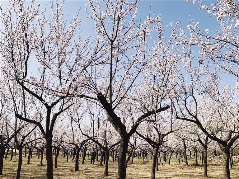 唐汪川的杏花開了！周邊游再添好去處