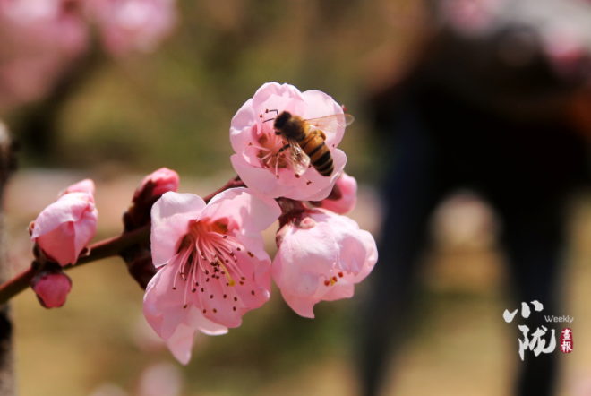 【小隴畫報(bào)·113期】最美人間四月天，灼灼桃花映秦安