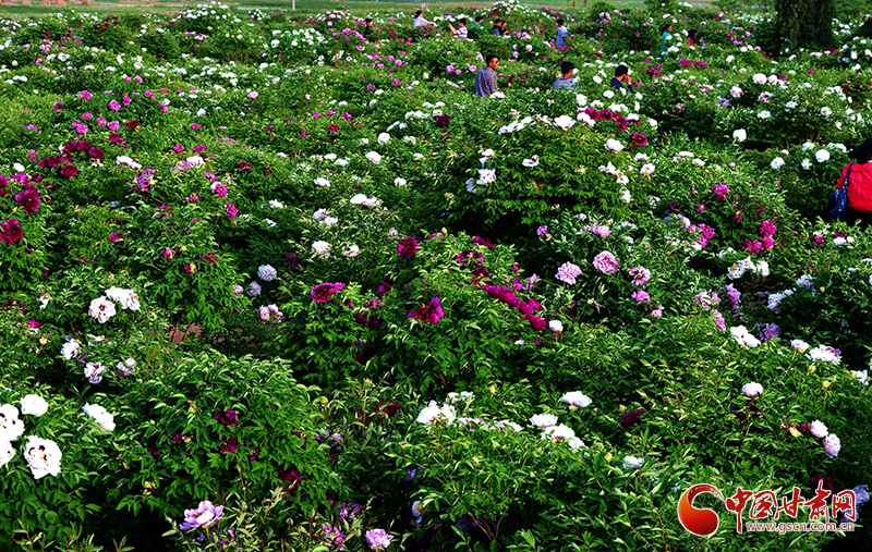 閱盡繁花盛景！定西文旅邀您共赴“紫斑牡丹”之約