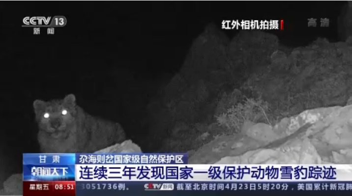 “大貓”出沒！甘肅尕海則岔保護區(qū)連續(xù)三年發(fā)現(xiàn)雪豹蹤跡