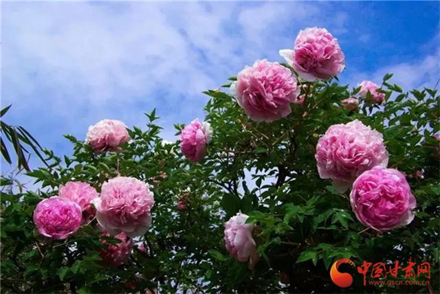 【五一游甘肅】暢游“臨洮縣紫斑牡丹文化旅游節(jié)”，這份攻略請(qǐng)收下！