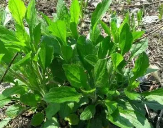 注意！路邊的野菜可不能亂采