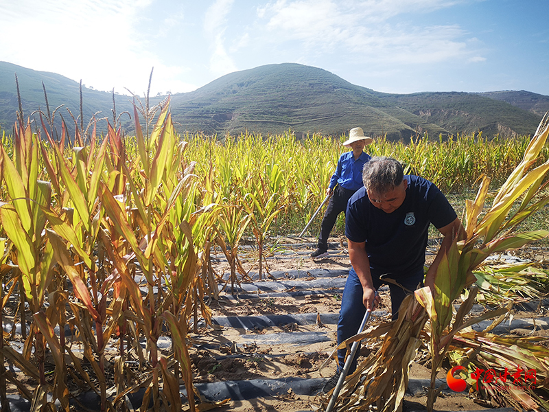 【慶豐收 感黨恩】定西安定：劉鴻奎的豐收節(jié)！