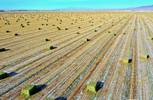 【“飛閱”中國(guó)】瞰！山丹馬場(chǎng)撒“青豆”