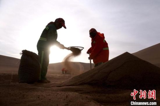 圖為“駱駝保姆”用土方法清理駝糞?！垥粤?攝