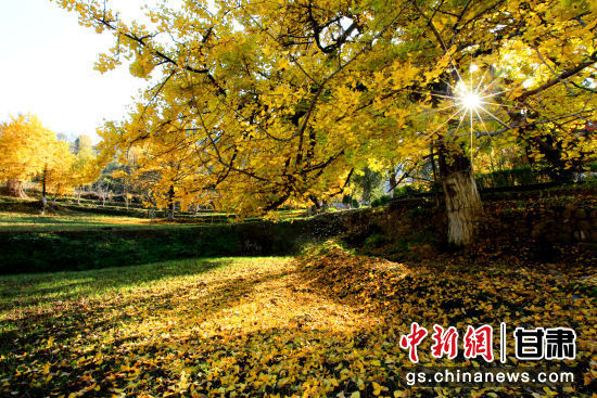 隴南徽縣銀杏樹最美的時(shí)候，當(dāng)屬每年的10月至11月。圖為樹葉已染黃的銀杏樹。張承榮 攝