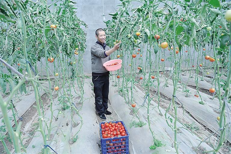 臨夏縣尹集、刁祁鎮(zhèn)易地扶貧搬遷后續(xù)產(chǎn)業(yè)園有日光溫室534座