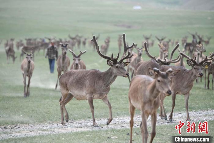 圖為肅南縣馬鹿養(yǎng)殖場內(nèi)的鹿群?！钇G敏 攝