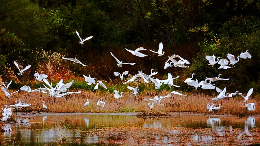 白鷺翩躚舞初冬。吳康軍攝
