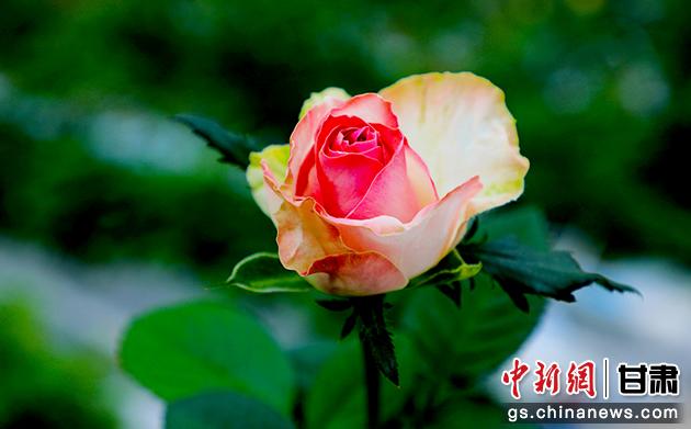圖為在智慧溫室里盛開(kāi)的玫瑰。馬玉林 攝