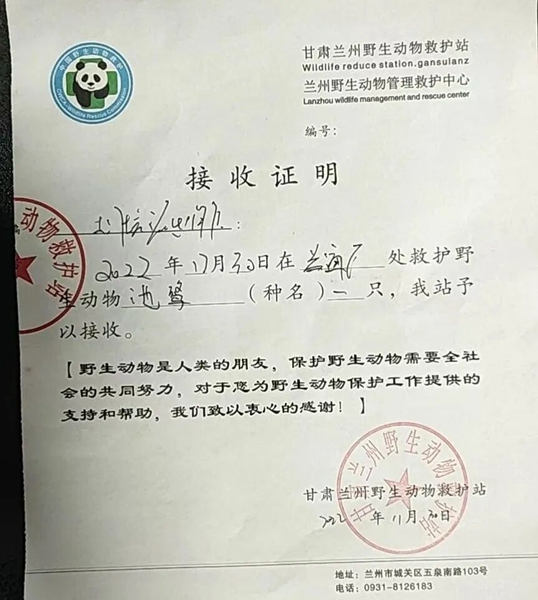 受到救助的池鷺被蘭州野生動物保護(hù)站接收。（蘭州市公安局七里河分局供圖）