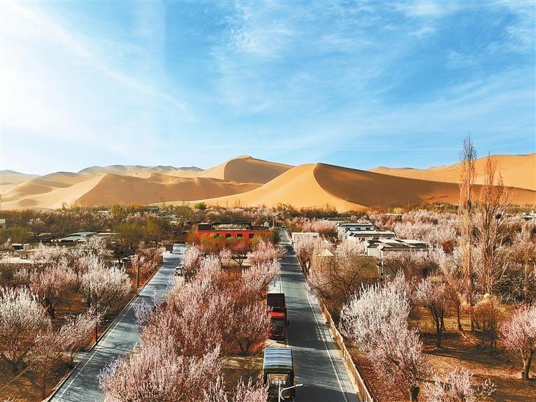 近日，敦煌鳴沙山下的李廣杏杏花陸續(xù)開放，美如畫卷。新甘肅·甘肅日報通訊員　張曉亮