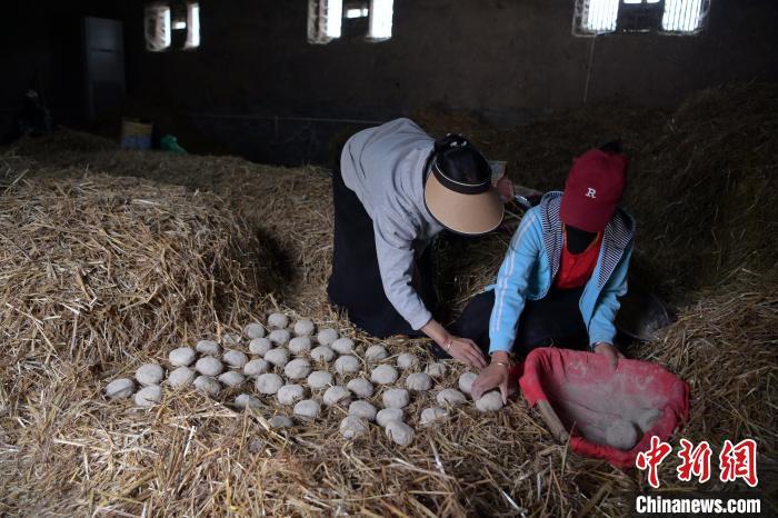 酒曲成型之后入曲房，入室之前要灑水，再鋪青稞草，防止曲塊的水分被吸走，曲房內(nèi)有通風(fēng)道、窗戶、暖氣、電熱爐等各種控制曲房溫度的設(shè)備。圖為5月10日，工作人員將成型的曲塊搬運到曲房。九美旦增　攝