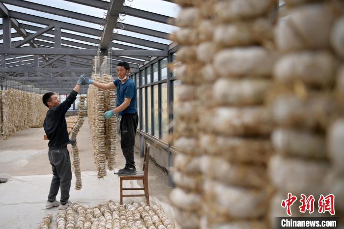 圖為5月10日，工作人員將用青稞面和青稞草等制成的曲坯用繩子串起來晾曬。九美旦增　攝