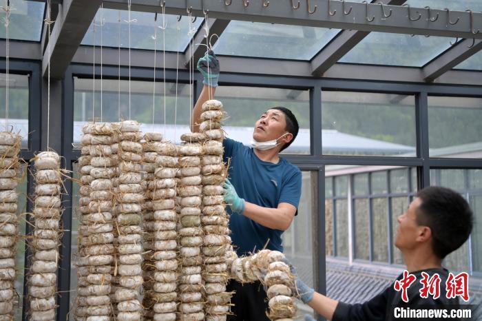 圖為5月10日，工作人員將用青稞面和青稞草等制成的曲坯用繩子串起來晾曬。九美旦增　攝